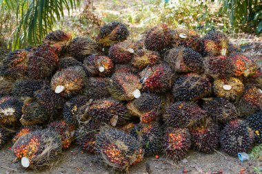Fresh Fruit Bunch (FFB) in a Palm Oil Plantation after cutting the fruits from the trees