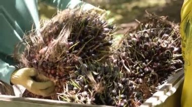 Harvested red oil palm fruits with motorbikes as a means of transportation