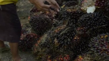 Oil Palm Farmers stacking harvested produce at a collection point