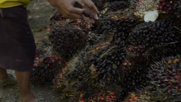 Oil Palm Farmers Stacking Harvested Produce Collection Point — Vídeo de Stock
