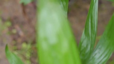 Top view of palm oil seedlings. Flat lay of Palm oil seedlings on nursery