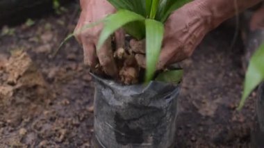 Palm oil farmer plant palm oil seedlings and put soil into a polybag