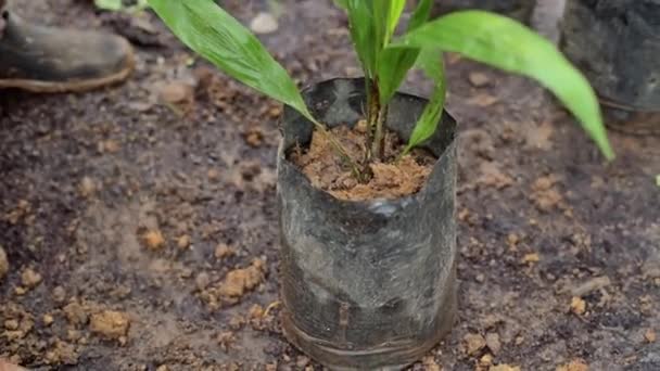 Palm Oil Farmer Plant Palm Oil Seedlings Put Soil Polybag — Αρχείο Βίντεο
