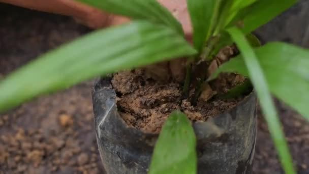 Palm Oil Farmer Plant Palm Oil Seedlings Put Soil Polybag — Stok video