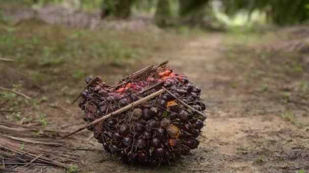 Close Mão Tomando Palm Oil Fruit Solo — Vídeo de Stock