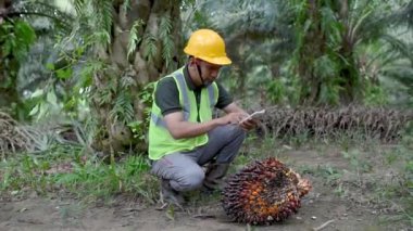 Palm Oil Plantasyon Bölgesi 'nde bir tarla işçisi palmiye meyvelerini analiz ediyor ve gerekli verileri kaydediyor..