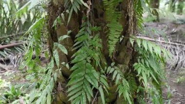 Palmiye yağı gövdesinde nephrolepis otları
