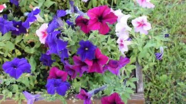 Çiçek açan multiflora petunyalar (Petunia X melezi) yemyeşil çimlere karşı. Renkli çiçekler hafif esintide hafifçe sallanıyor, canlı ve neşeli bir atmosfer yaratıyor..