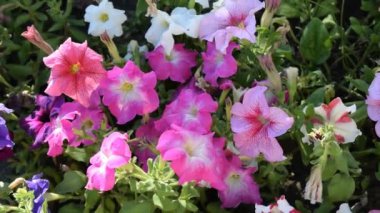 Çiçek açan multiflora petunyalar (Petunia X melezi) yemyeşil çimlere karşı. Renkli çiçekler hafif esintide hafifçe sallanıyor, canlı ve neşeli bir atmosfer yaratıyor..