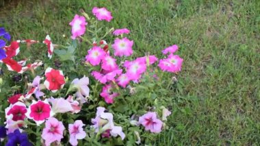 Çiçek açan multiflora petunyalar (Petunia X melezi) yemyeşil çimlere karşı. Renkli çiçekler hafif esintide hafifçe sallanıyor, canlı ve neşeli bir atmosfer yaratıyor..