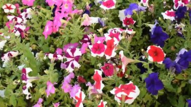Çiçek açan multiflora petunyalar (Petunia X melezi) hafif bir esintide yavaşça sallanırlar. Çiçeklerin canlı renkleri, narin taç yapraklarını ve güzel düzenlemelerini vurgulayan canlı ve neşeli bir sahne yaratıyor.. 