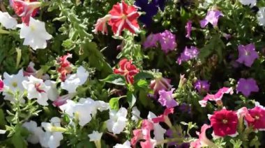 Çiçek açan multiflora petunyalar (Petunia X melezi) hafif bir esintide yavaşça sallanırlar. Çiçeklerin canlı renkleri, narin taç yapraklarını ve güzel düzenlemelerini vurgulayan canlı ve neşeli bir sahne yaratıyor.. 