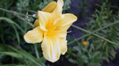 Canlı sarı bir gündüz zambağı (Hemerocallis lioasphodelus) hafif meltemde hafifçe sallanmaktadır. Çiçeğin parlak taç yaprakları ve zarif hareketleri doğanın güzelliğini gösteren sakin ve rahatlatıcı bir atmosfer yaratıyor..