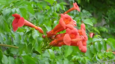 Tomurcuklanan trompet sürüngeni (Campsis radyan) yemyeşil bir zemin üzerinde. Canlı portakal çiçekleri hafif meltemde sallanarak büyüleyici ve canlı bir sahne yaratır.. 