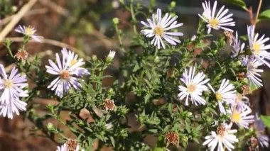 Güneşli bir günde mavi sonbahar çiçeği çalısı. Canlı çiçekler rüzgarda hafifçe sallanarak sakin ve resimli bir atmosfer yaratırlar. Mavi Sonbahar Çiçekleri Hafif Rüzgarda Sallanıyor