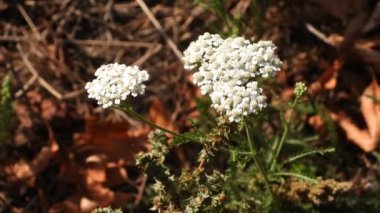 Güneşli bir sonbahar gününde beyaz yarrow çiçekleri (Achillea). Narin bitkiler hafif bir esintide hafifçe sallanarak huzurlu ve güzel bir manzara yaratırlar. Beyaz Yarrow Çiçekleri Sonbahar Rüzgarında Sallanıyor