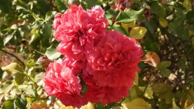 Çalı üzerinde pembe bir çay gülü, güneşli bir sonbahar gününde hafif bir esintide sallanıyor. Canlı renk ve yumuşak hareketler huzurlu ve resimsel bir sahne yaratır. Pembe Çay Gülü Sonbahar Rüzgarında Sallanıyor