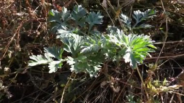Güneşli bir sonbahar gününde rüzgarda sallanan küçük bir mugwort çalısı. Sıcak güneş ışığı eşsiz yapraklarını ön plana çıkararak sakin ve davetkar bir atmosfer yaratıyor. Mugwort Bush Hafif Sonbahar Rüzgarında Sallanıyor