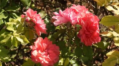 Çalı üzerinde pembe bir çay gülü, güneşli bir sonbahar gününde hafif bir esintide sallanıyor. Canlı renk ve yumuşak hareketler huzurlu ve resimsel bir sahne yaratır. Sonbahar Mutluluğu: Pembe Gül Rüzgarda Dans Ediyor