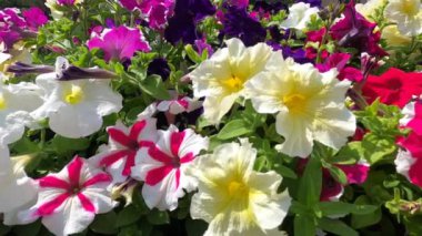 Canlı, çiçek açan bir petunya hafif meltemde yavaşça sallanıyor. Renkli yapraklar ve yumuşak hareketler bu popüler bahçe çiçeğinin güzelliğini gözler önüne sererek neşeli ve neşeli bir ortam yaratıyor. Renkli Petunya Hafif Rüzgarda Sallanıyor