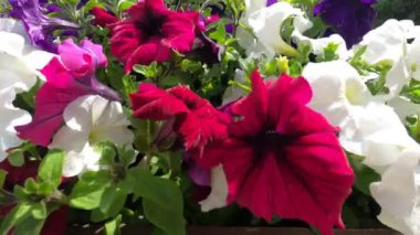 Canlı, çiçek açan bir petunya hafif meltemde yavaşça sallanıyor. Renkli yapraklar ve yumuşak hareketler bu popüler bahçe çiçeğinin güzelliğini gözler önüne sererek neşeli ve neşeli bir ortam yaratıyor. Renkli Petunya Hafif Rüzgarda Sallanıyor