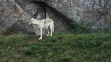 Çarpıcı bir beyaz kurt, canlı yeşil çimlerin üzerinde engebeli kayalıklara karşı şen şakrak duruyor. Taş Kayalıklarda Beyaz Kurt