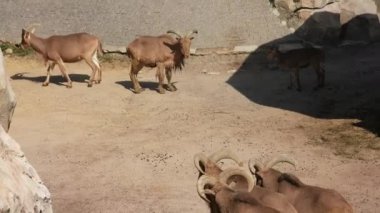 Bir dağ keçisi sürüsü dayanıklı, doğal yaşam alanlarında çeviklik ve zarafetle yol alır. Engebeli Arazinin Çevik Tırmanışçıları