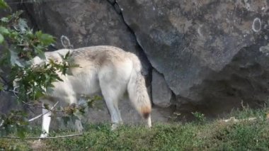 Üç kurt, engebeli kayalıklara karşı yemyeşil çimlerin üzerinde huzur içinde dinleniyor. Doğanın Kucağında Rahatlayan Paketler