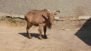 Bir dağ keçisi sürüsü dayanıklı, doğal yaşam alanlarında çeviklik ve zarafetle yol alır. Dağ Keçisi Sürüsü Alp Çölünde