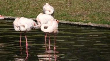 Zarif bir pembe flamingo sürüsü sakin bir göletin kenarında toplanır. Pembe Flamingo Gölün Kıyısında Toplanıyor