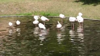 Zarif bir pembe flamingo sürüsü sakin bir göletin kenarında toplanır. Pembe Flamingo Gölün Kıyısında Toplanıyor