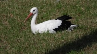 Leylek, uzun ve zarif bir şekilde manikürlü bir çimenlikte duruyor. Manikürlü Çimlerde Zarif Leylek