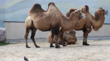 İki deve halinden memnun bir şekilde kumun üzerinde uzanırken, hepsi şehir ortamında. Alışılmadık bir görüntü: Yastık Develeri