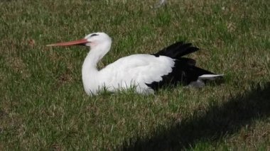 Leylek, uzun ve zarif bir şekilde manikürlü bir çimenlikte duruyor. Leyleğin Lawnside Soluklanması