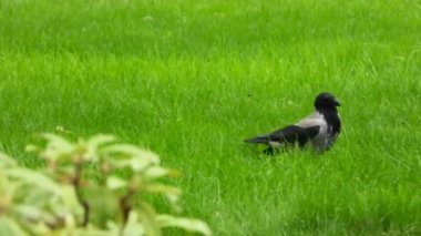 Şehir bahçesindeki yeşil çimlerde yiyecek arayan bir karga, 4K kalitesinde güzelce yakalandı. Karganın hareketleri ve hareketli çevresi bir şehir ortamındaki vahşi hayata ilgi uyandırıyor. Kentsel Vahşi Yaşam: Bir Karganın Yiyecek Arayışı