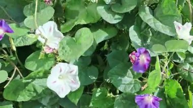 Yıldız şeklinde beyaz ve mor ipomoea çiçekleri esintide hafifçe sallanıyor, çarpıcı bir şekilde 4K kalitesinde yakalanıyor. Canlı renkler ve zarif hareketler büyüleyici ve sakin bir atmosfer yaratıyor. Hafif Esintide Ipomoea Çiçekleri
