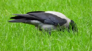 Şehir bahçesindeki yeşil çimlerde yiyecek arayan bir karga, 4K kalitesinde güzelce yakalandı. Karganın hareketleri ve hareketli çevresi bir şehir ortamındaki vahşi hayata ilgi uyandırıyor. Kentsel Vahşi Yaşam: Bir Karganın Yiyecek Arayışı