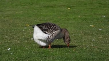 yemyeşil çimlerde yürüyen büyük bir evcil kaz, güneşte huzur içinde otlarken usulca otları gagalıyor..