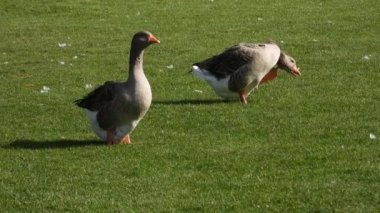 Canlı yeşil bir çimenlikte tüylerini diken iki büyük yerli kaz, doğal davranışlarını barışçıl bir ortamda sergiliyorlar..