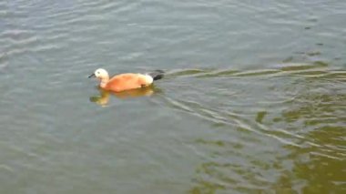 Gölde zarif bir şekilde yüzen güzel kırmızı ördek (Ruddy Duck), güneşin yansımalarıyla aydınlanan yumuşak dalgaların üzerinde süzülerek, sakin ve resimsel bir atmosfer yaratır..