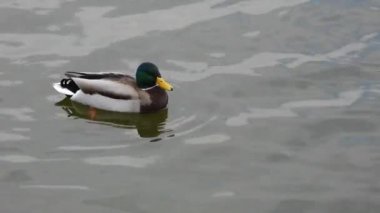 Erkek yaban ördeklerini, serin bir gölette zarifçe yüzerken yakın plan çekimleri, çarpıcı 4K kalitede yakalanmış. Canlı renkleri ve belirgin özellikleri, suyun yüzeyinde zahmetsizce süzülürken vurgulanır..