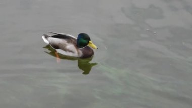 Bulanık bir gölde yüzen erkek bir yaban ördeğinin 4K kalitesinde görüntüsü. Bu ekolojik kavram doğal habitatları korumanın önemini vurgular ve su kalitesi ve bunun vahşi yaşam üzerindeki etkisi hakkındaki farkındalığı artırır..