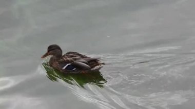 Bir yaban ördeği gölde zarifçe yüzüyor, çarpıcı 4K kalitesinde yakalanıyor. Yakın plan çekimler ördeğin tüylerinin karmaşık detaylarını ve doğal ortamının huzurlu güzelliğini gözler önüne seriyor..