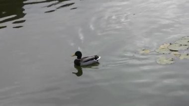 Sakin bir gölette zarifçe yüzen bir yaban arısı, çarpıcı 4K kalitesinde yakalandı. Yakın plan çekimler, doğanın güzelliğini gözler önüne seren canlı tüylerini ve sakin hareketlerini vurgular..