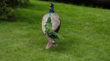 Büyüleyici bir tavus kuşu, ardıç çalılarının arkasında kaybolmadan önce yemyeşil çimlerde zarifçe yürüyor. 4K kalitesinde yakalanan resimde tavus kuşunun canlı renkleri ve doğal ortamdaki zarif hareketleri gösteriliyor..
