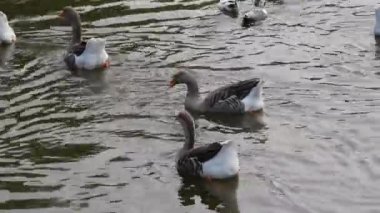 Bir gölette zarif bir şekilde yüzen birkaç büyük kaz, çarpıcı 4K kalitesinde yakalandılar. Görkemli varlıkları ve doğal davranışları huzur verici ve büyüleyici bir sahne yaratıyor..