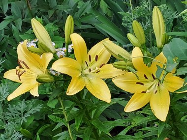 Yeşil yapraklarla çevrili sarı zambakların çiçek açtığı yakın çekim görüntüsü. Zambakların yapraklarında görülebilir su damlacıkları var. Yakın zamanda sulamışlar ya da yağmur yağmış.