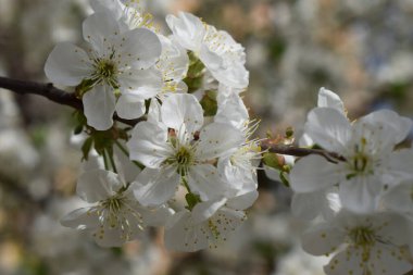 Bir ağaç dalında beyaz kiraz çiçeklerinin yakın plan görüntüsü, sarı pullu yıldız şeklinde çiçekler ve yemyeşil yapraklar içeriyor. Arka plan hafifçe bulanık, çiçeklerle dolu.