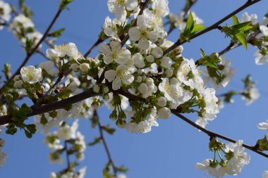Açık mavi gökyüzüne karşı beyaz çiçeklerin açtığı bir ağaç dalının yakın çekimi. Çiçekler tam çiçek açmış, bu da bahar ayarı anlamına geliyor. Çiçeklerin etrafındaki yeşil yapraklar ve tomurcuklar taze hisler katıyor.