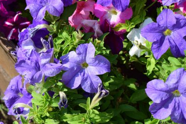 Farklı petunya renkleriyle dolu bir çiçek yatağı. Çiçekler tamamen çiçek açmış, beyaz, kırmızı, pembe, mor, leylak tonlarını sergiliyorlar. Yaprakların yeşilliği parlak renklerle çelişiyor.